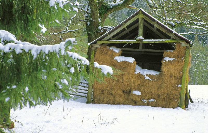 A winter coat, Cwm Hirnant