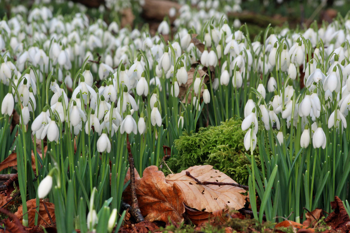 Snowdrops