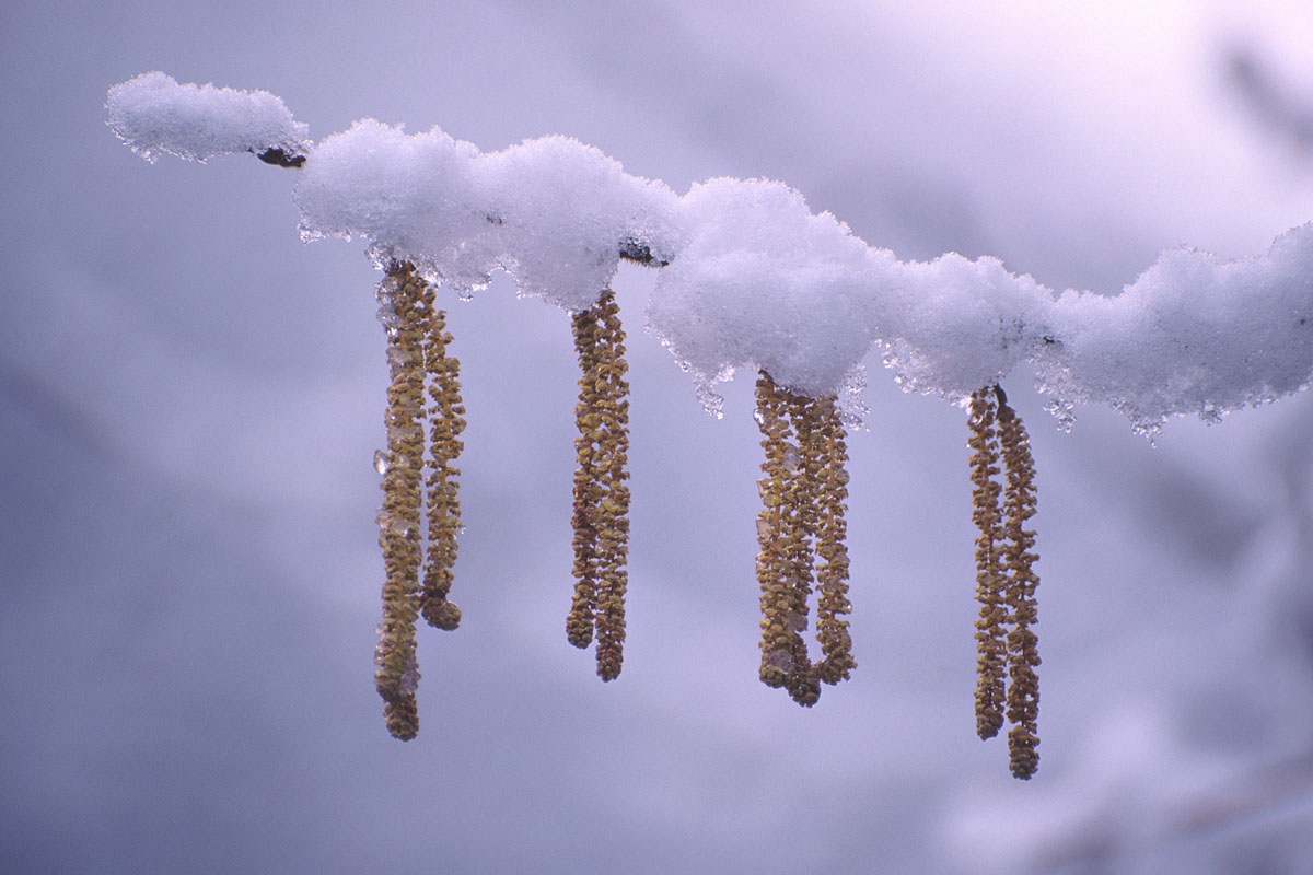 Catkins