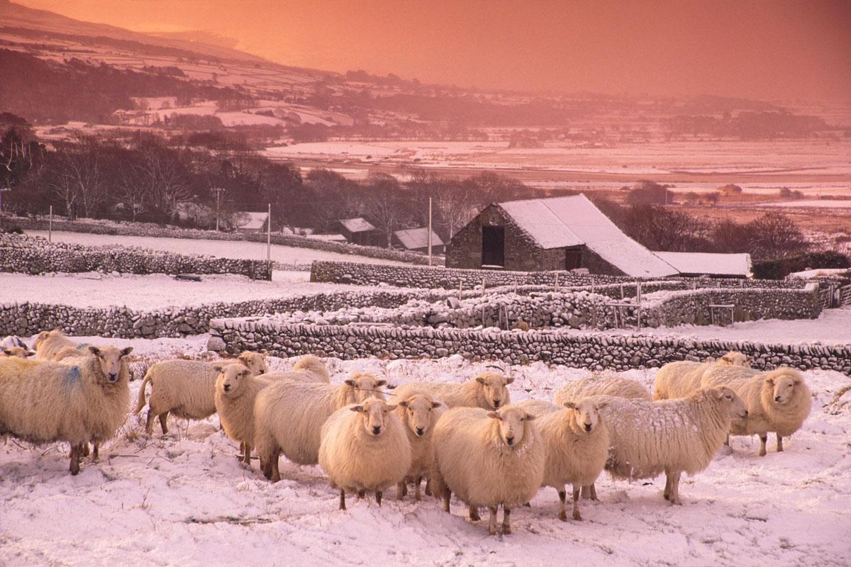 Winter Woollies