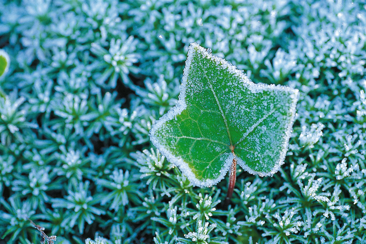 Winter carpet