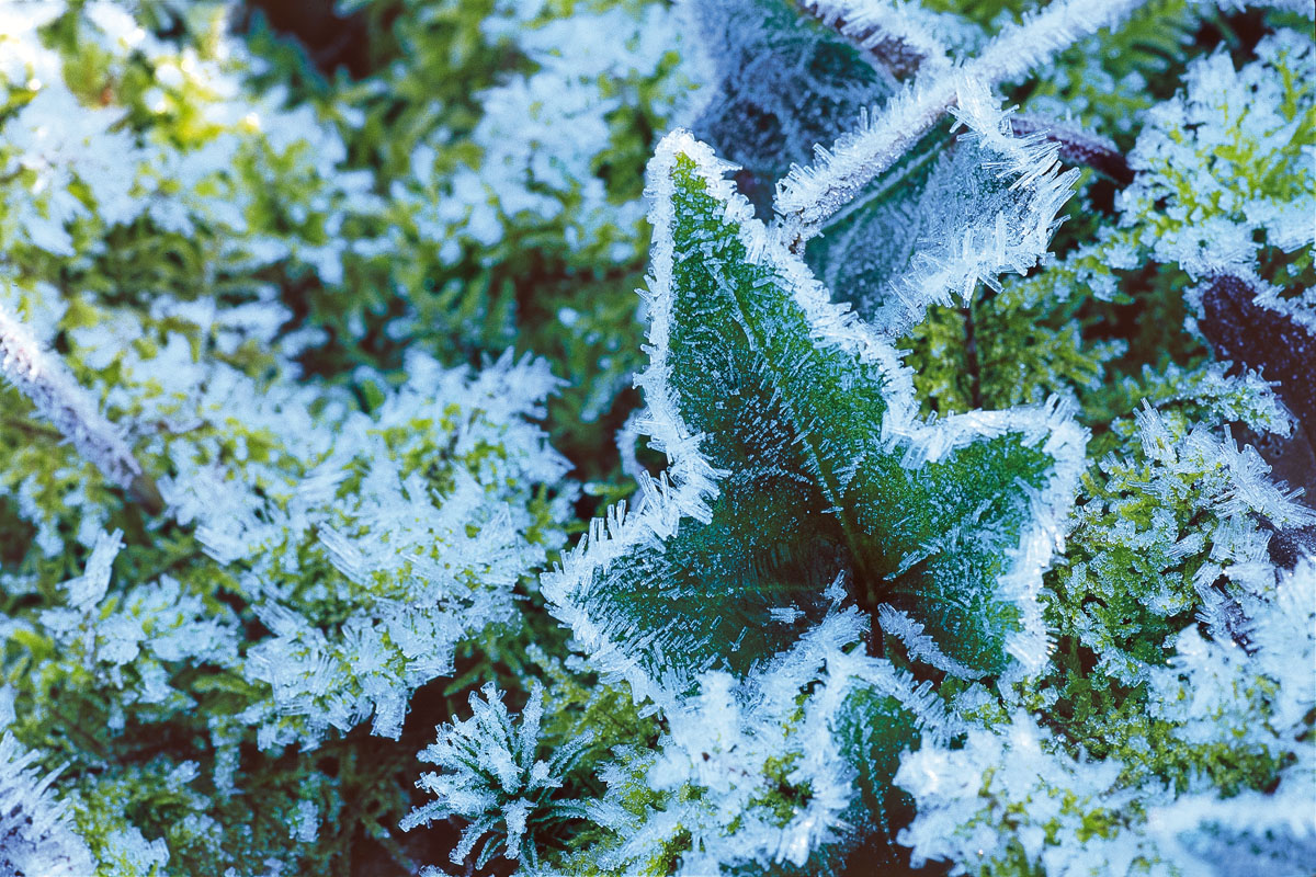 A touch of frost