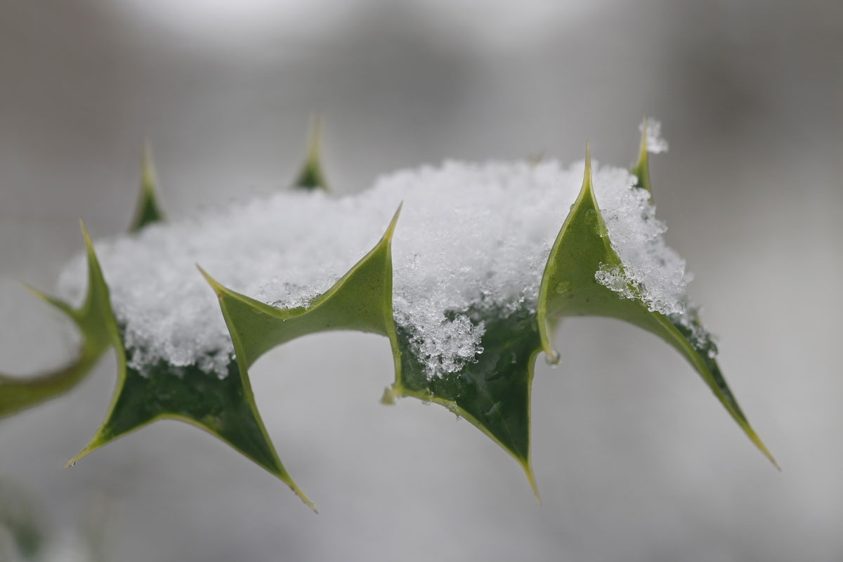 Holly leaf