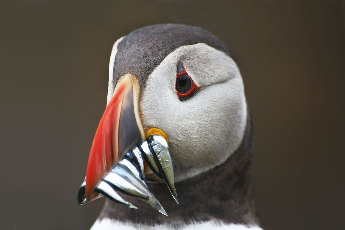 Puffin