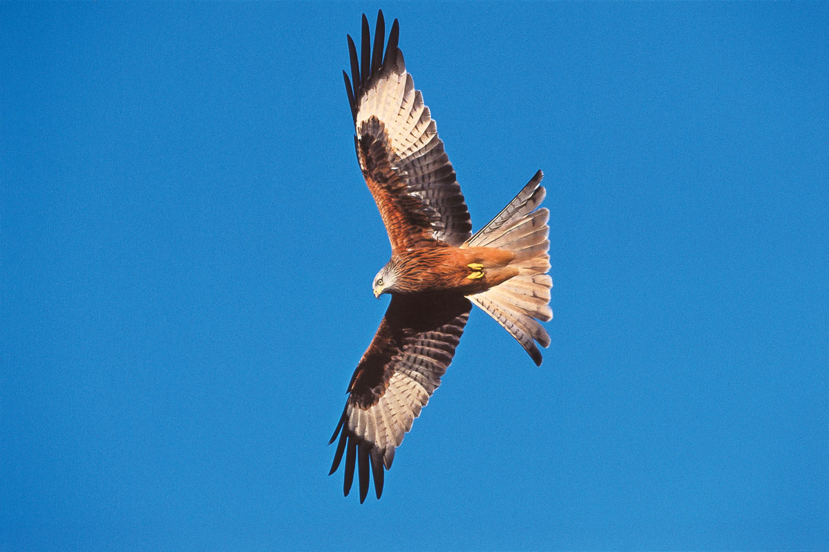 Red Kite