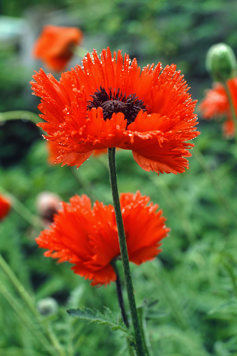 Oriental Poppy