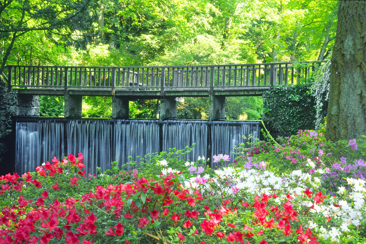 The Waterfall and Azaleas