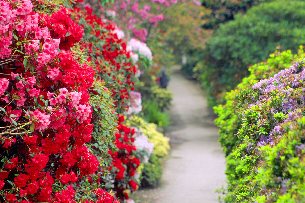 Rhododendron Walk