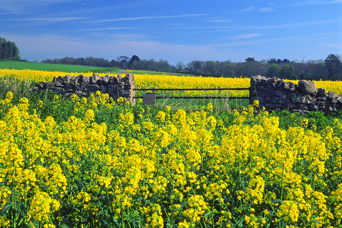 Rape fields