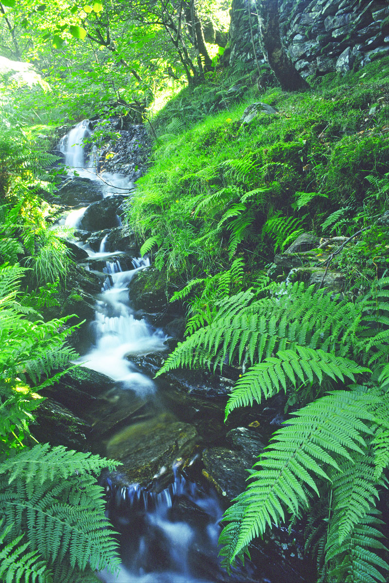 Verdant