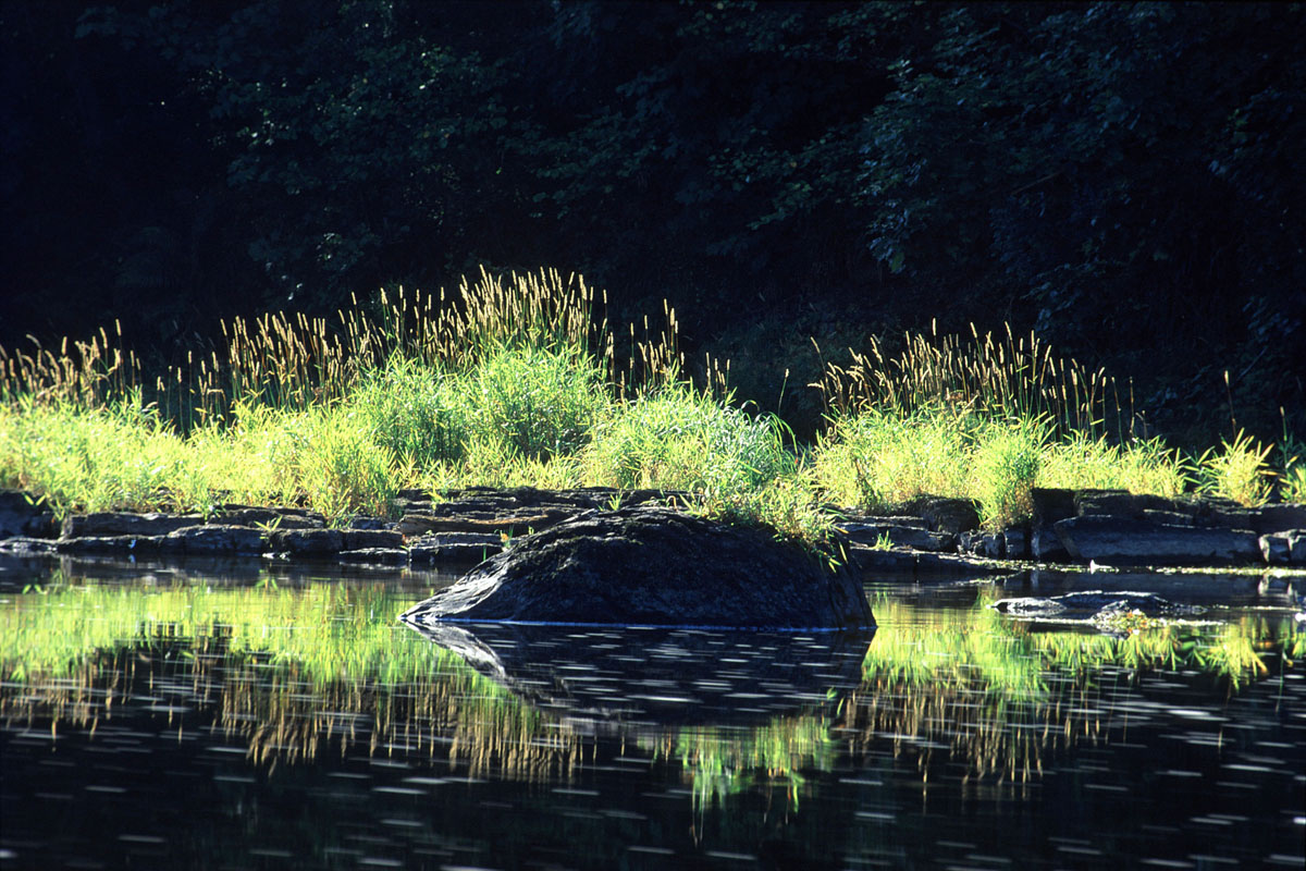 The riverbank