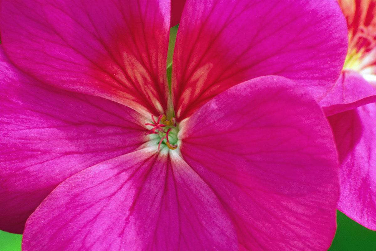 Geranium