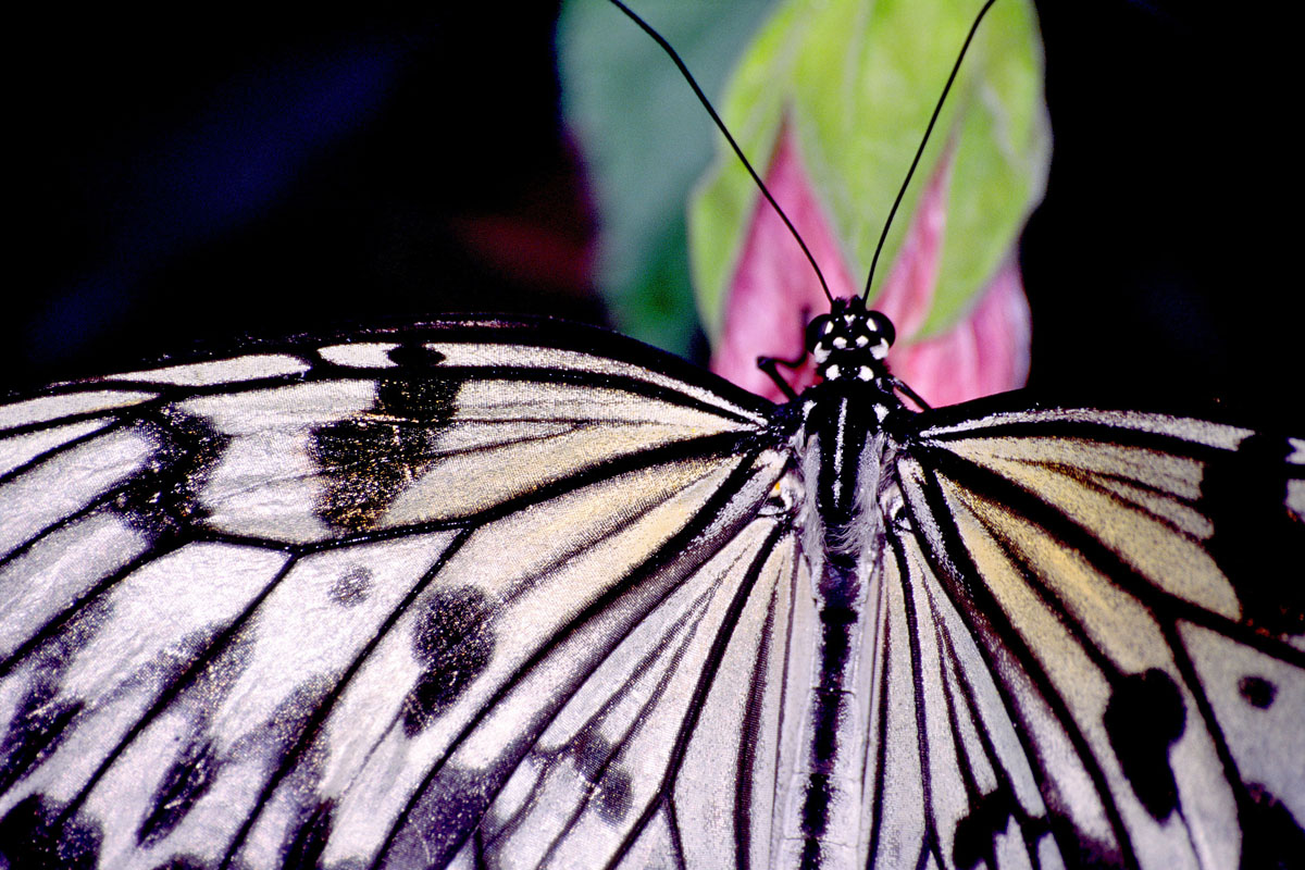 White Tree Nymph