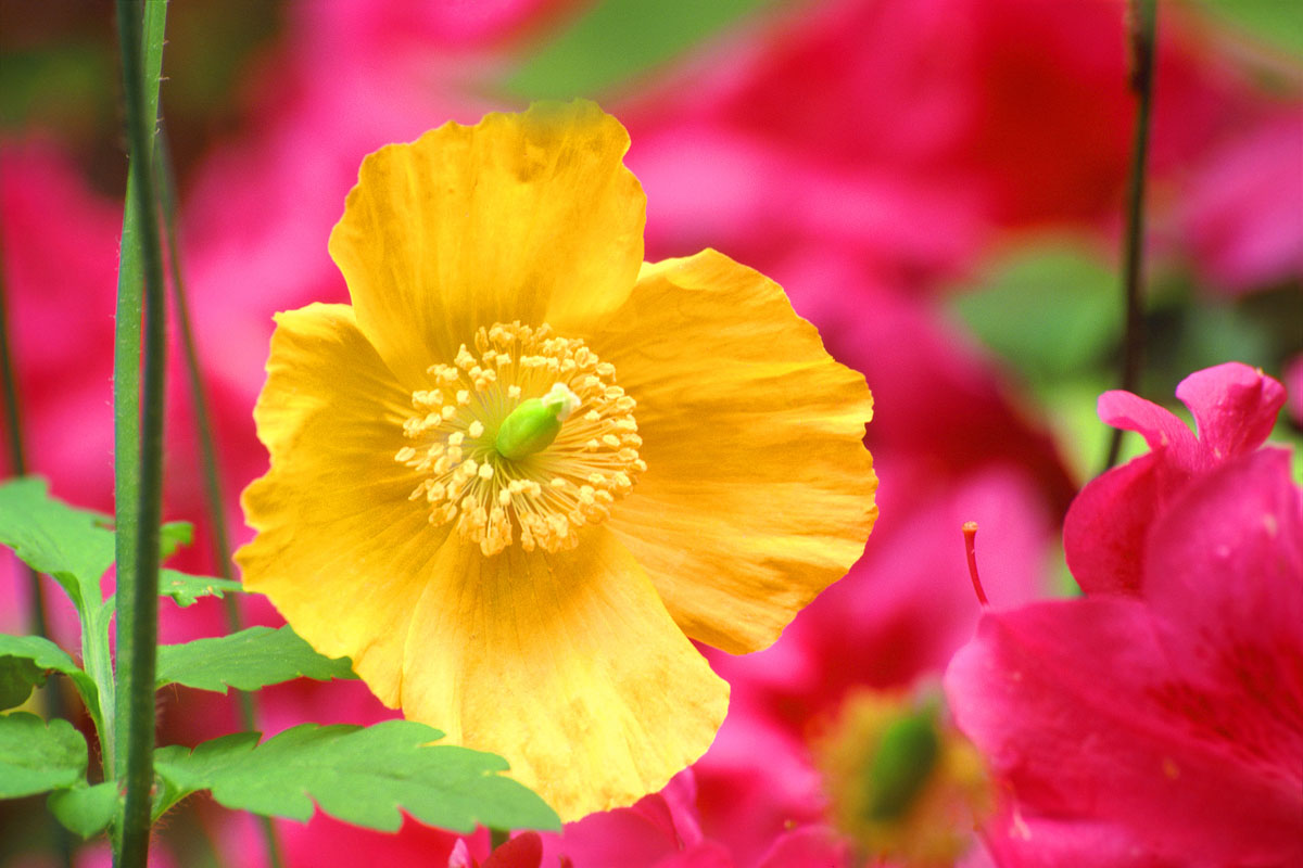 Welsh Poppy