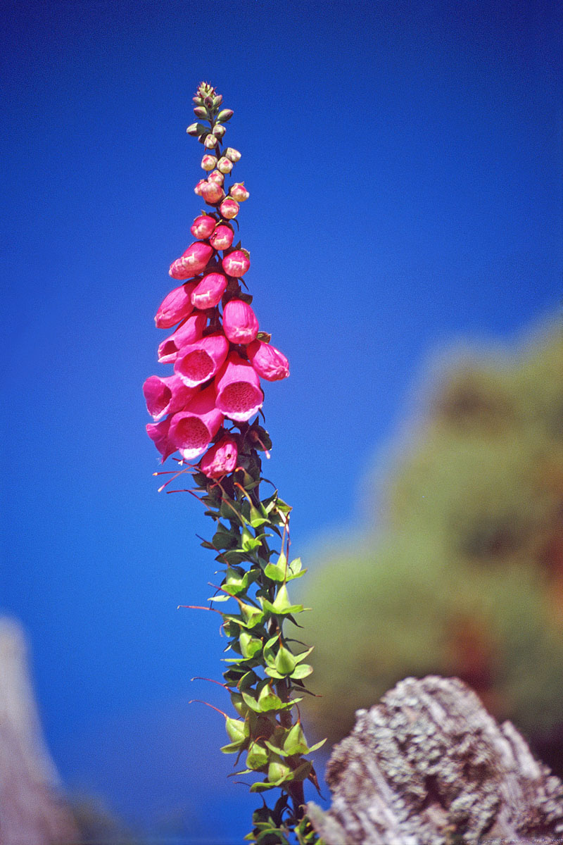 Foxglove