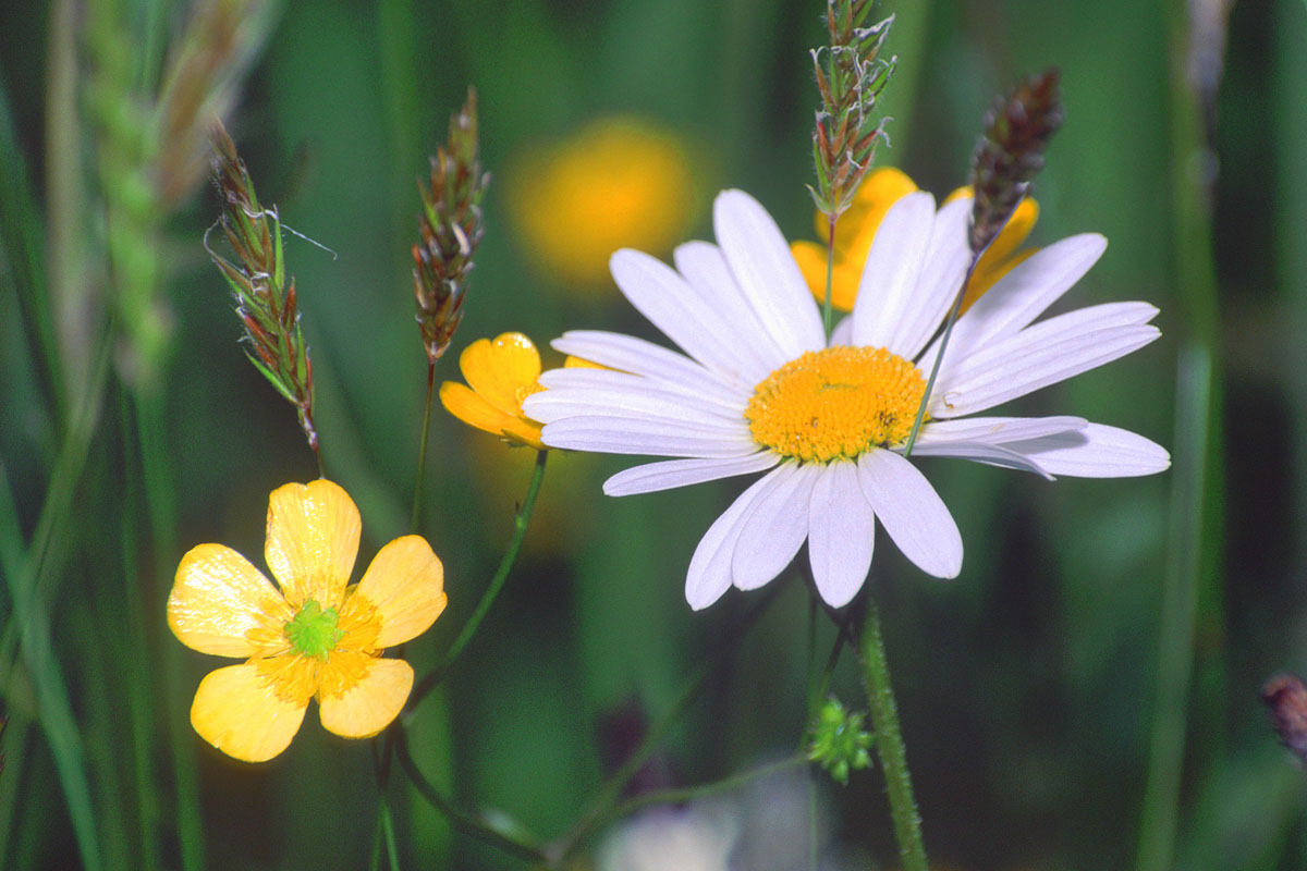 Meadow flowers