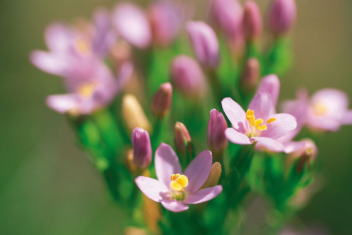 Centaury