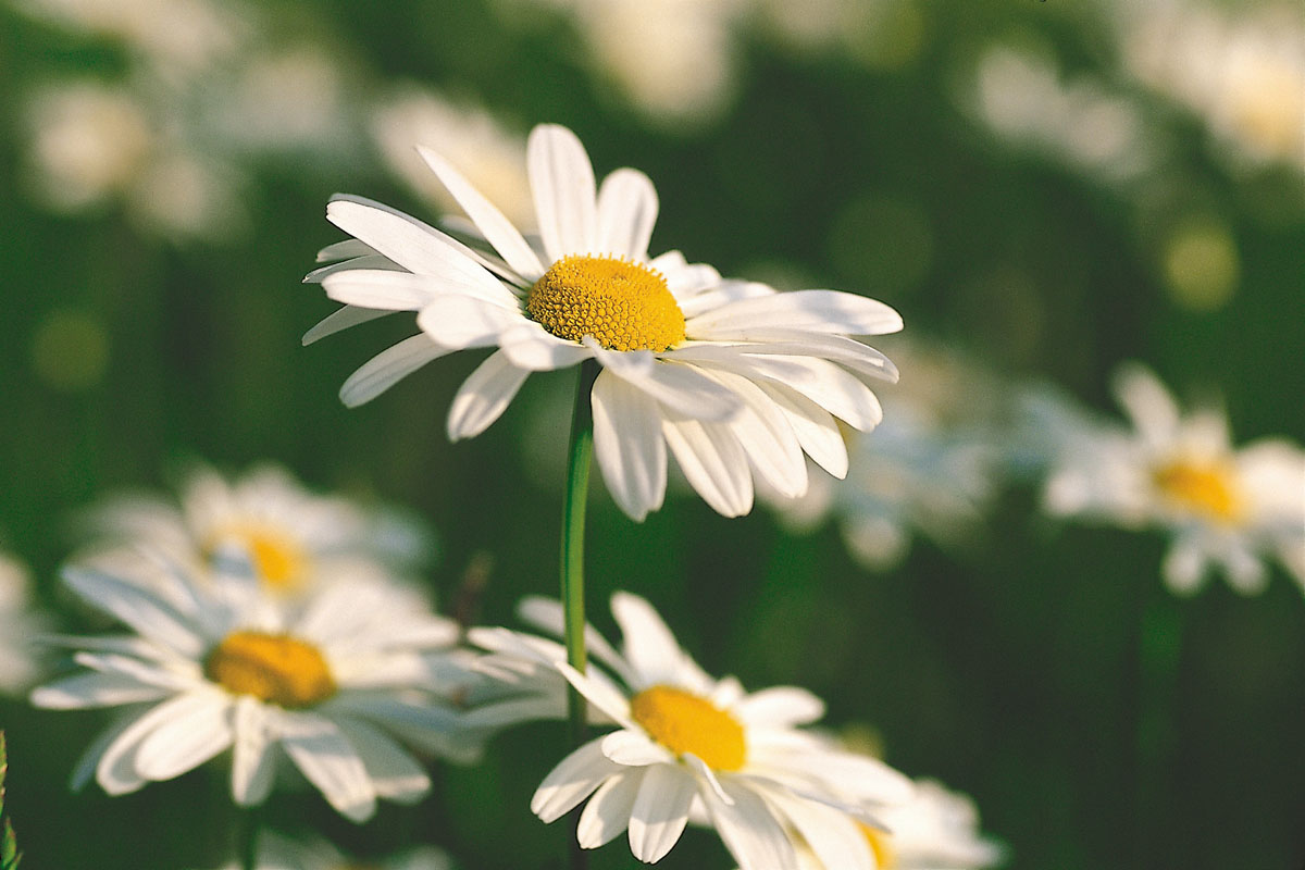 Ox-eye Daisy