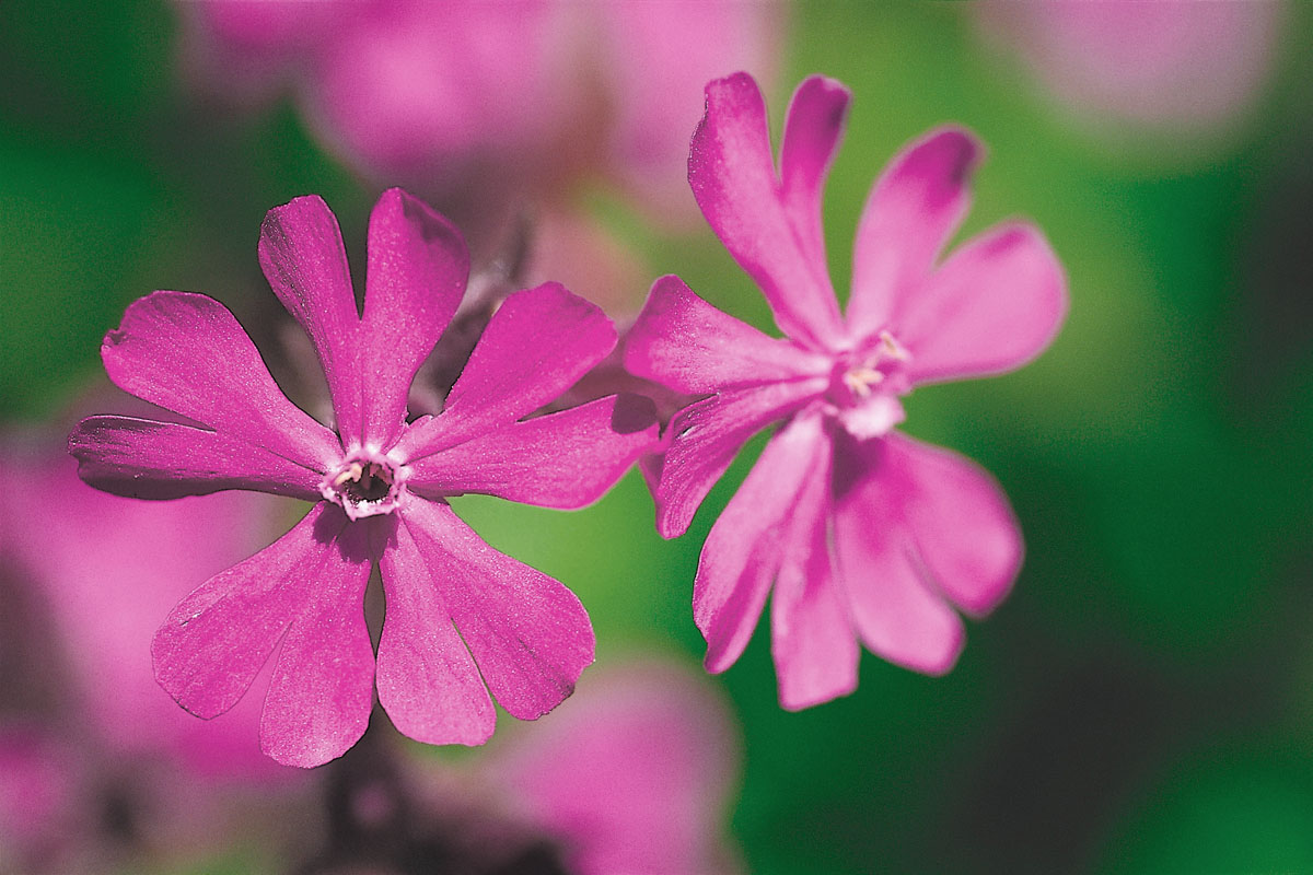 Red Campion