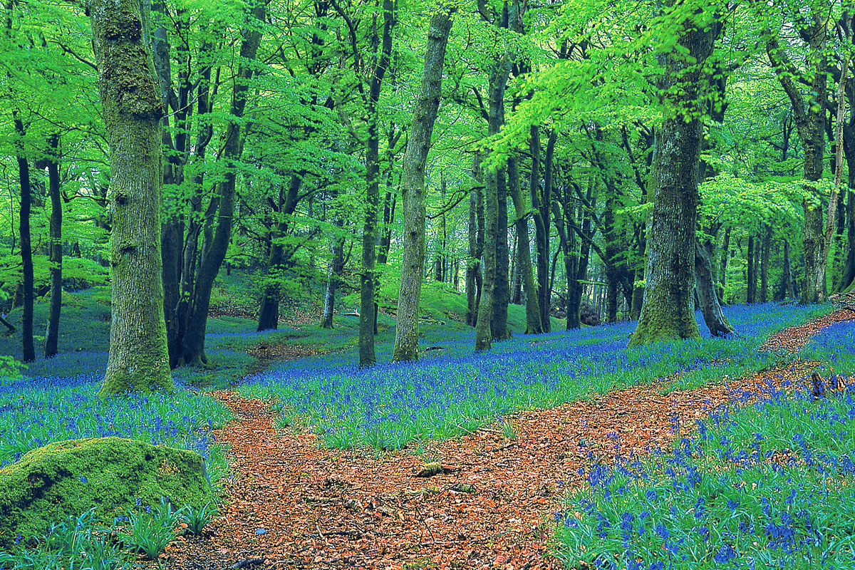 Bluebell woods