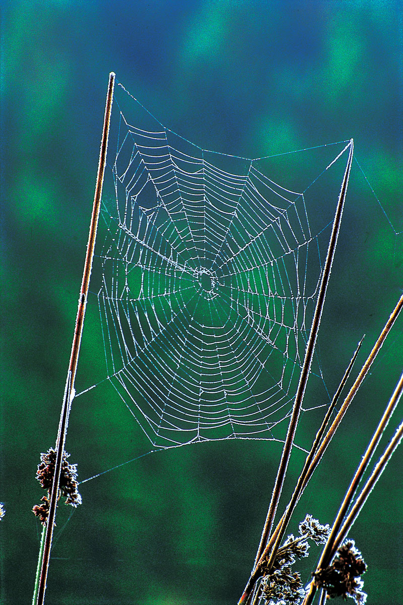 Frosty web