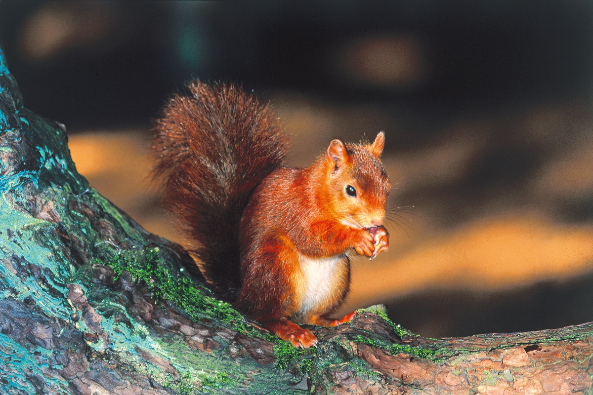 Red squirrel