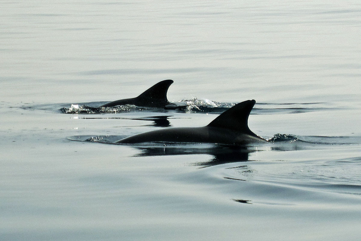 Bottlenose dolphin