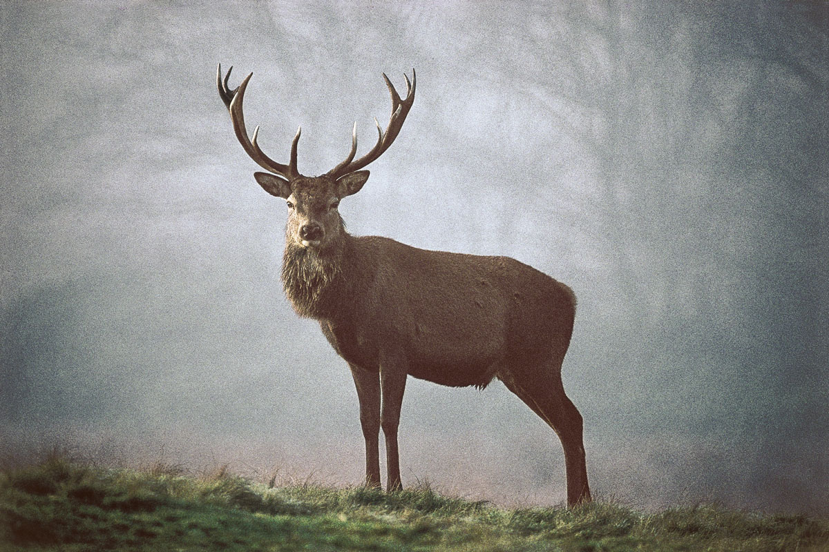 Red deer stag