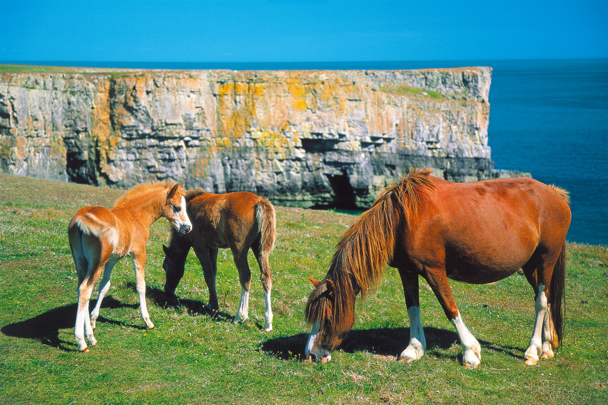 Wild ponies