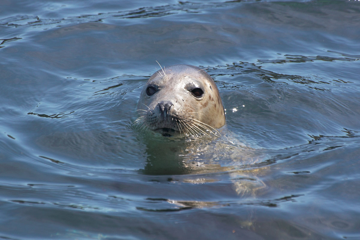 Atlantic grey seal