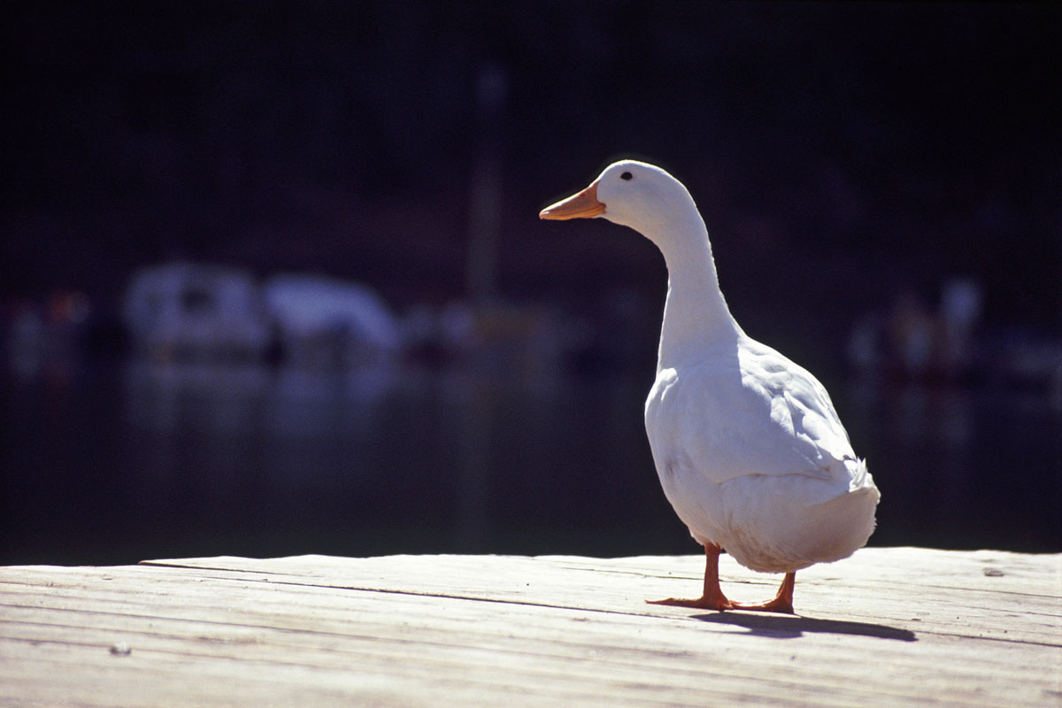 Duck