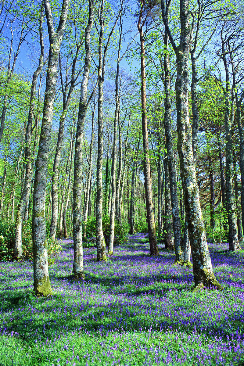 Bluebells