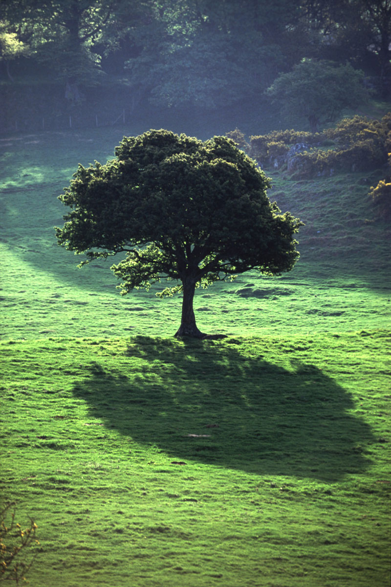 Early morning light