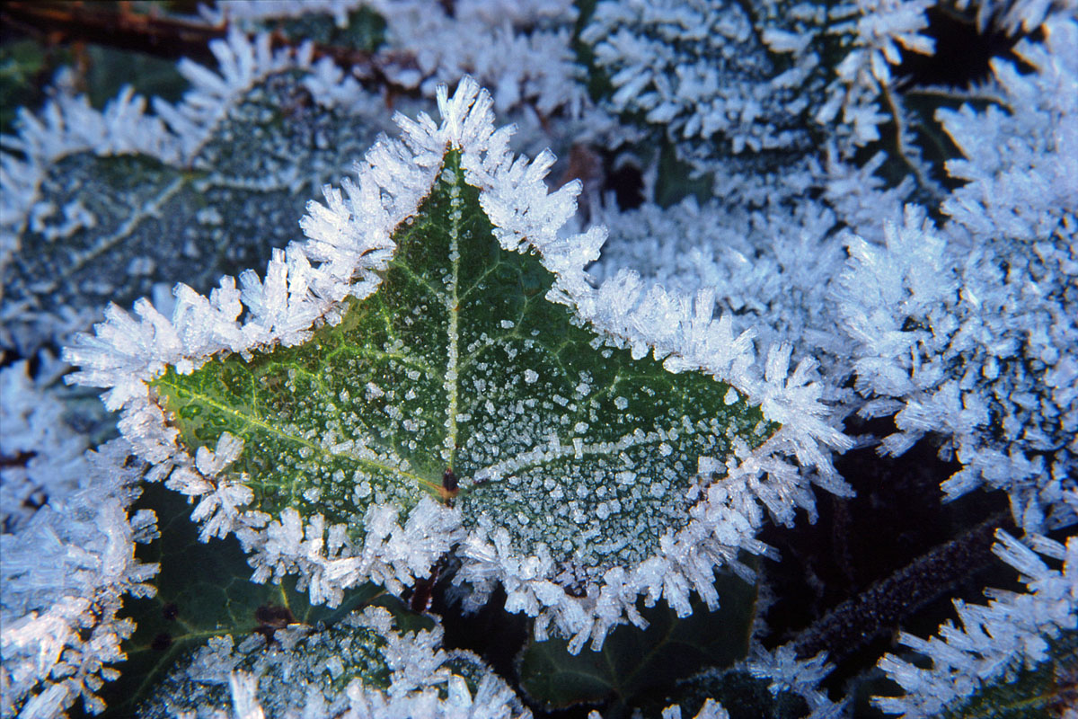 Frosty Morning