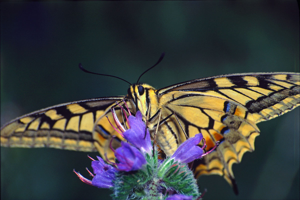 Swallowtail