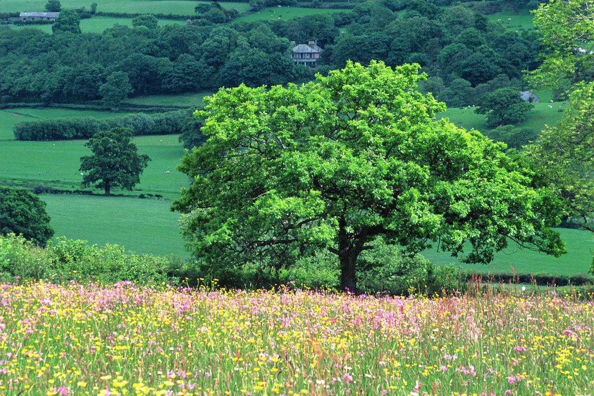 The meadow