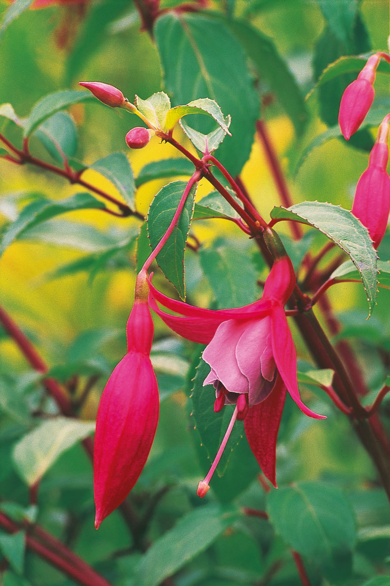 Fuchsia