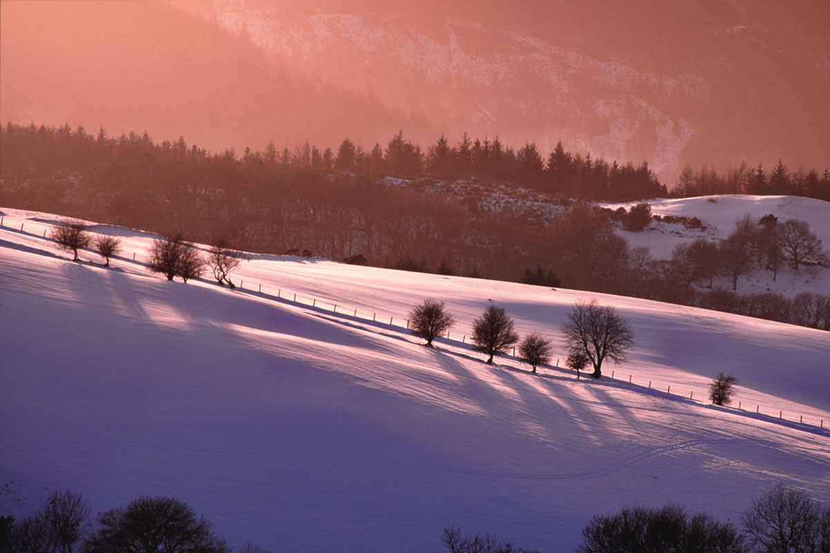 Tree-line