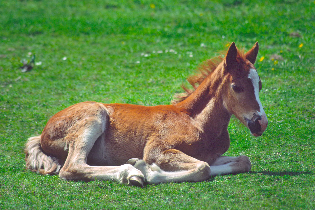 Foal