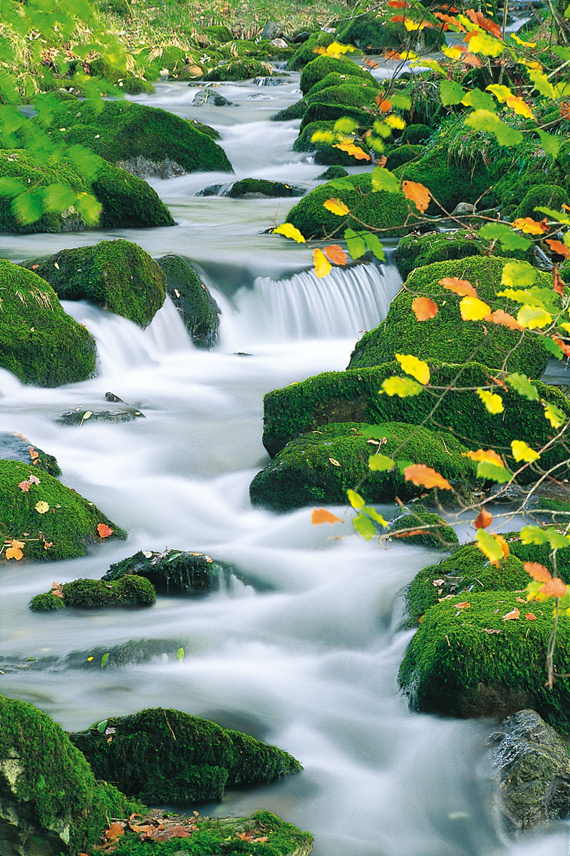 Woodland stream