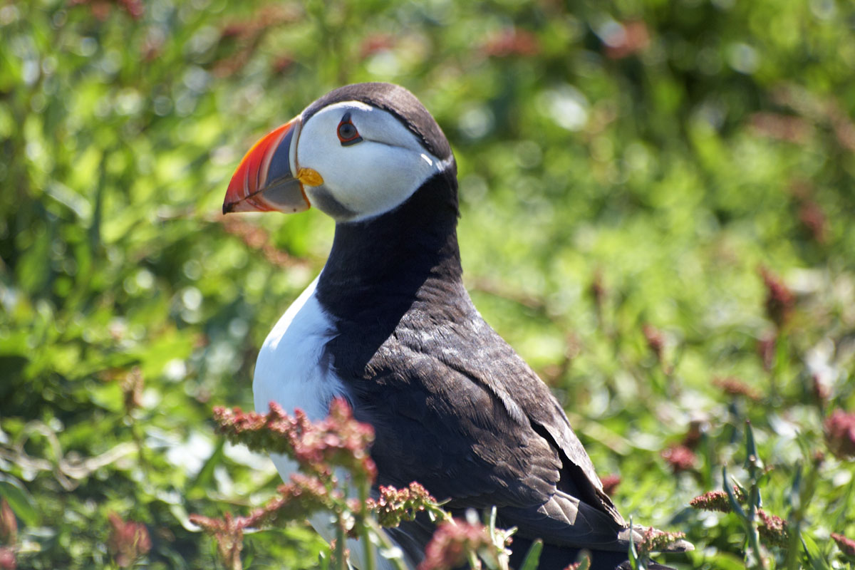 Puffin