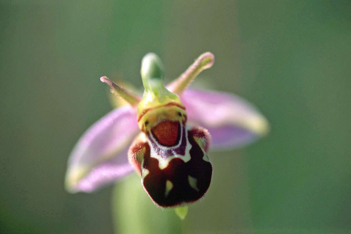 Bee Orchid