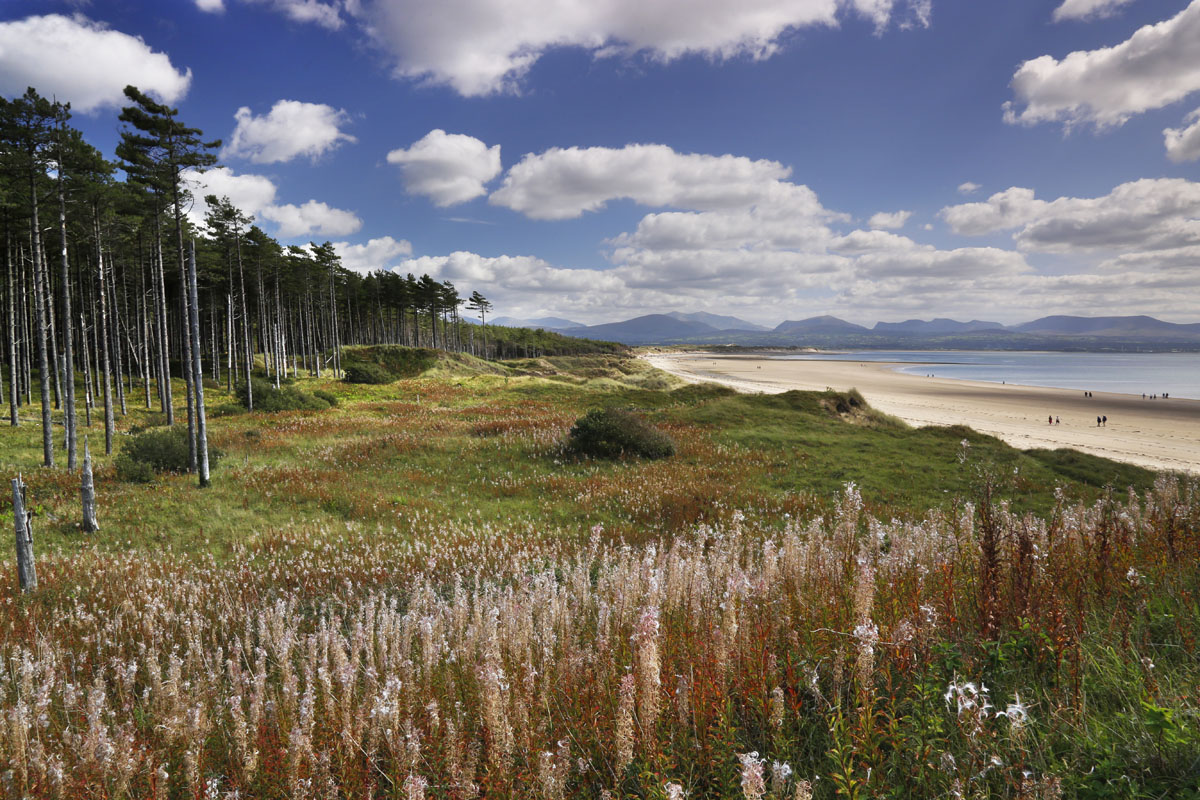 Newborough Forest and Llanddwyn Beach