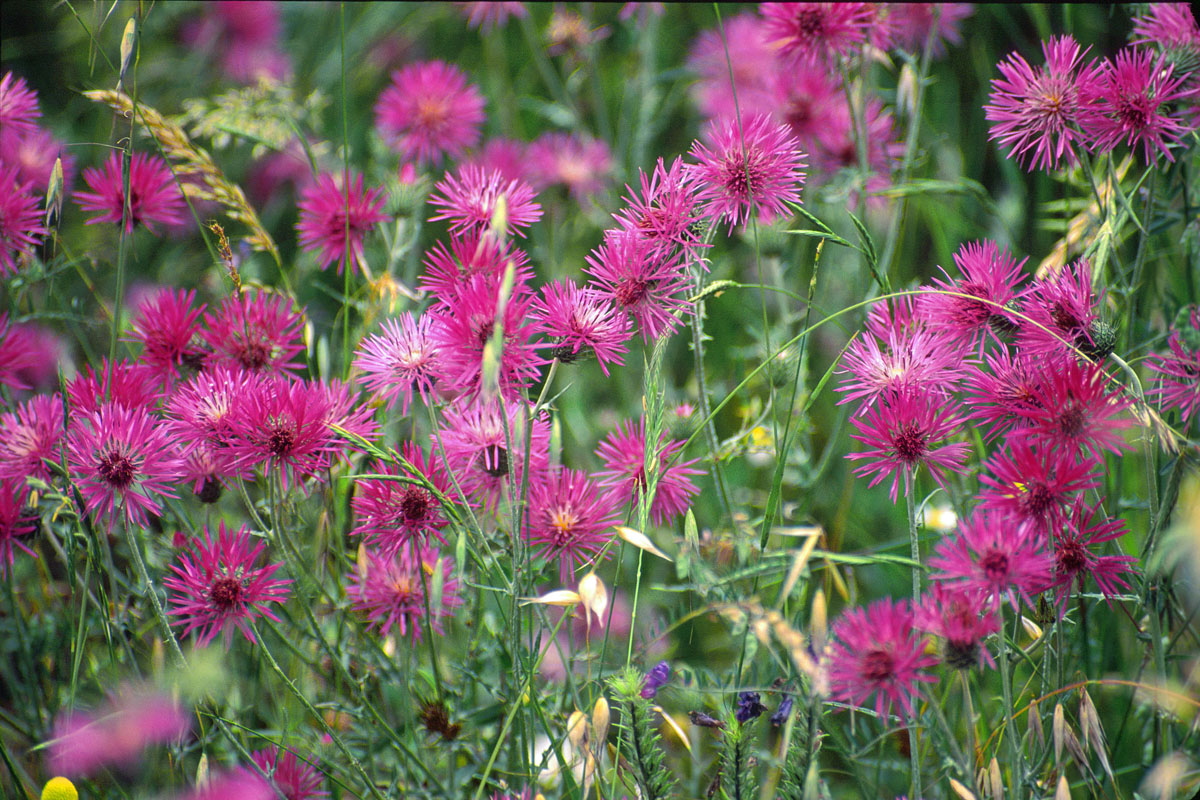 Deep in the meadow