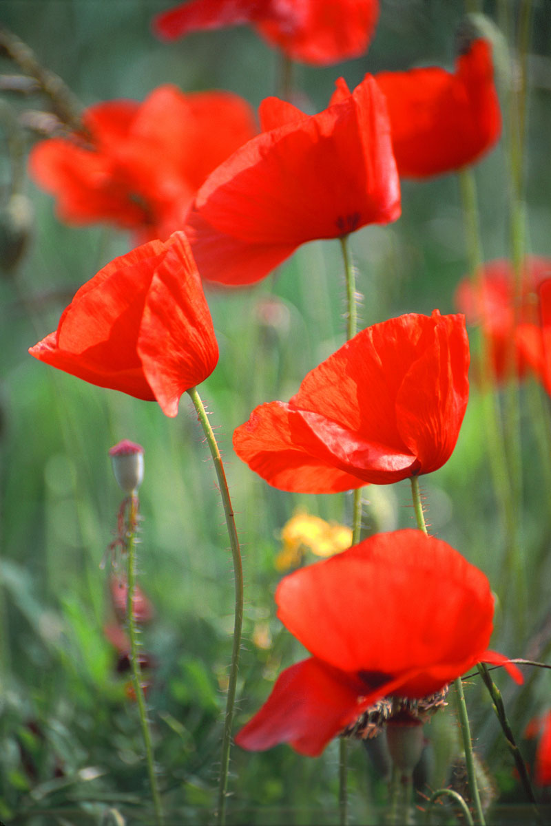 Poppies