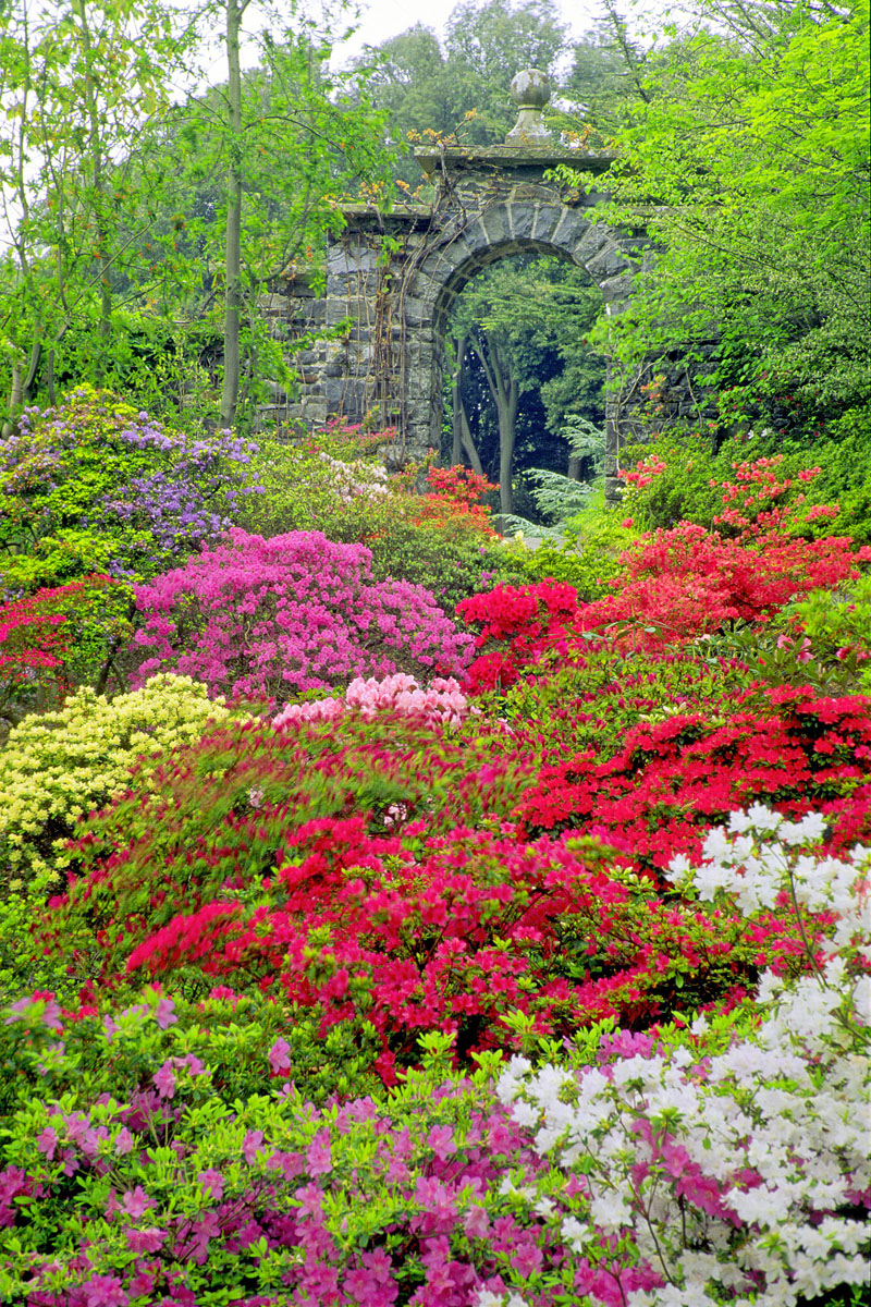 Azaleas and Rhododendrons, Bodnant Gardens