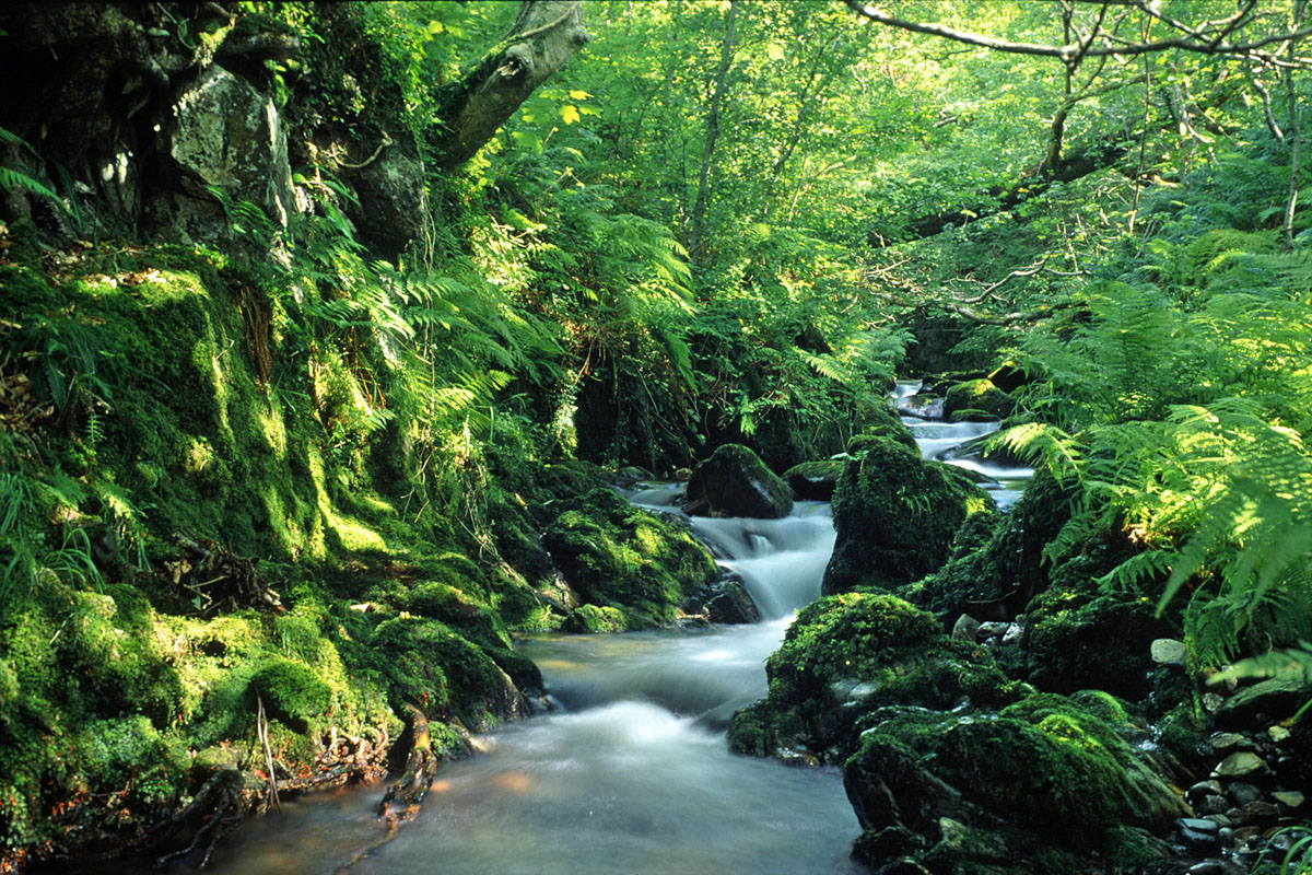 A stream in the Rhinogs