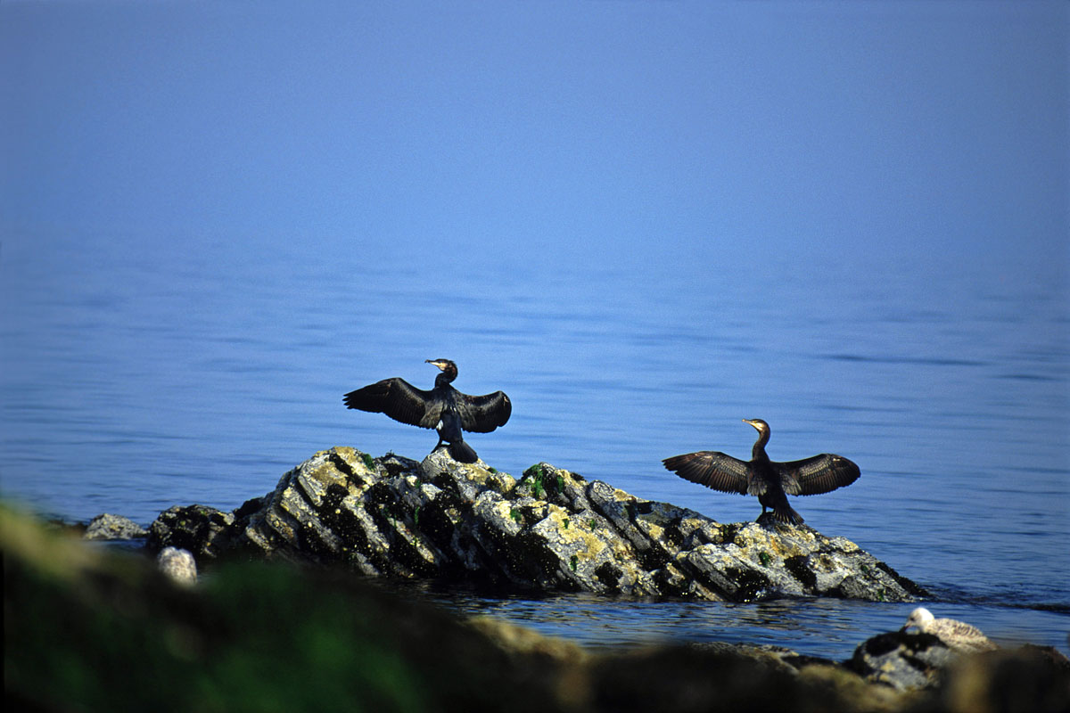 Cormorants