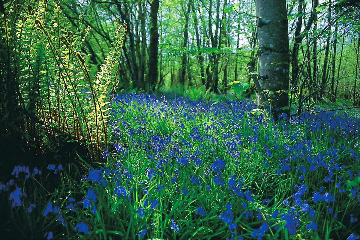 Bluebells