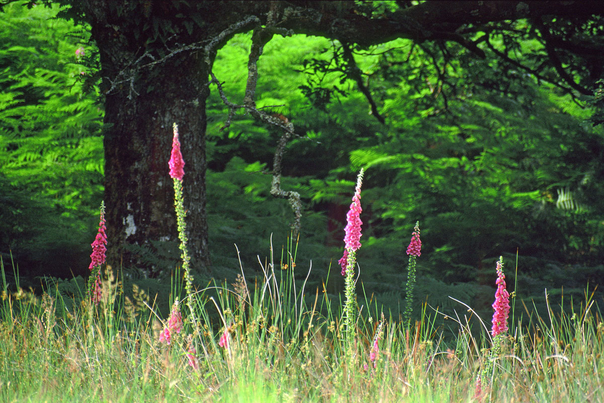 Foxgloves